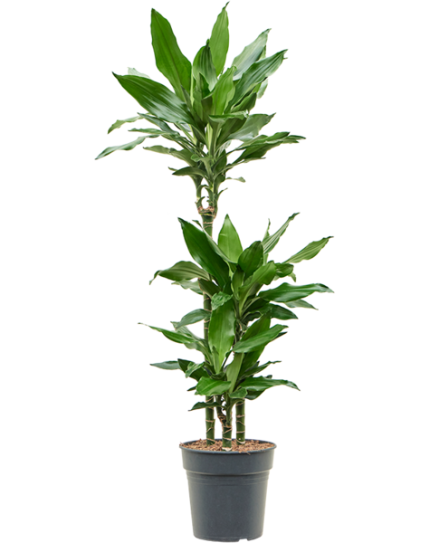 Dracaena
