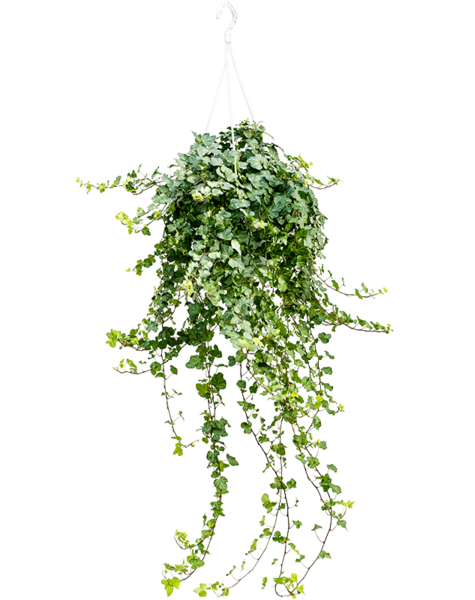 Hedera