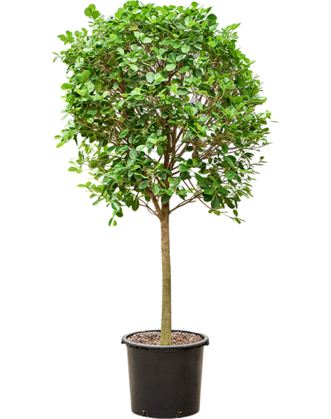 Ficus