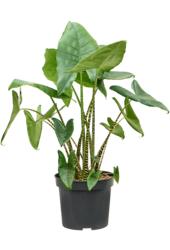 Alocasia Zebrina