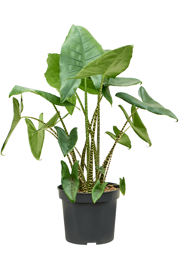 Alocasia Zebrina