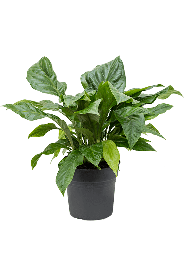 Anthurium Ellipticum Jungle Bush