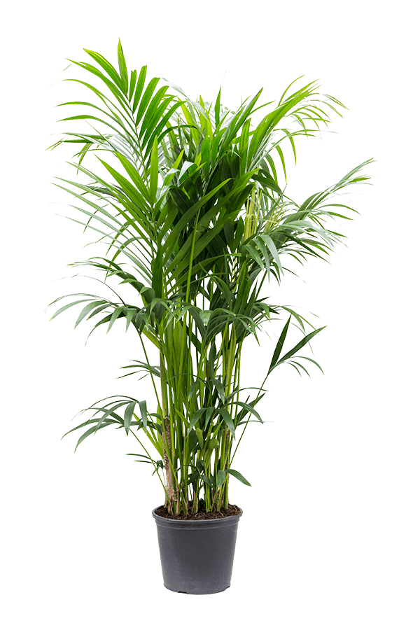 Kentia (Howea) Forsteriana