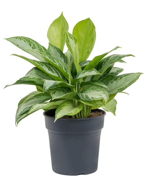 Aglaonema