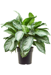 Aglaonema Silver Bay