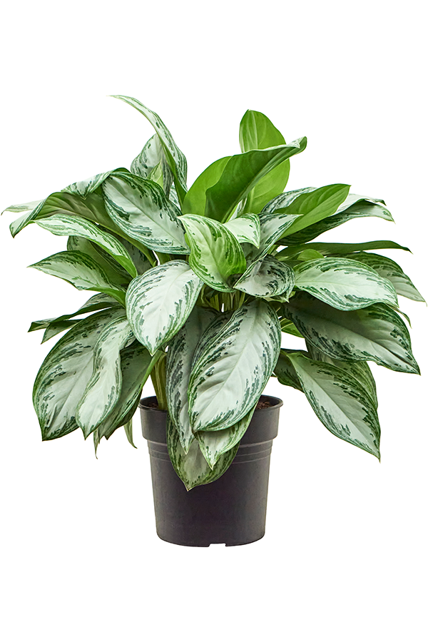 Aglaonema Silver Bay