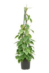 Philodendron Scandens