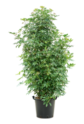 Schefflera Arboricola Compacta (200-220)