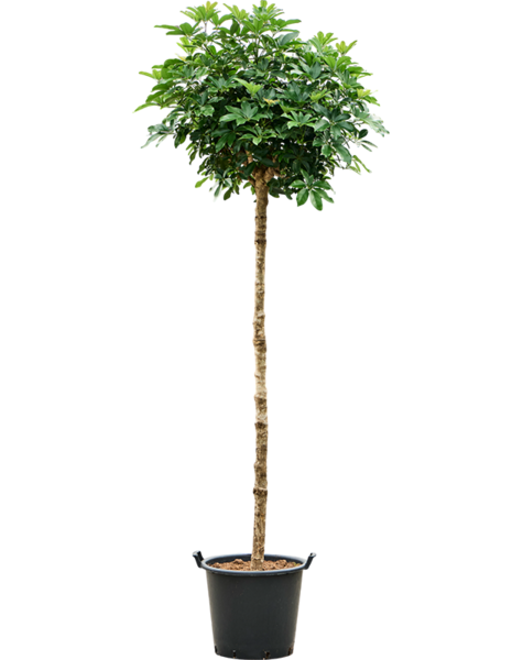 Schefflera