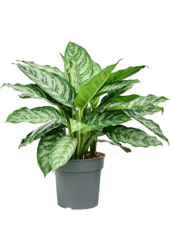 Aglaonema Chantal