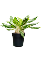 Aglaonema Madonna