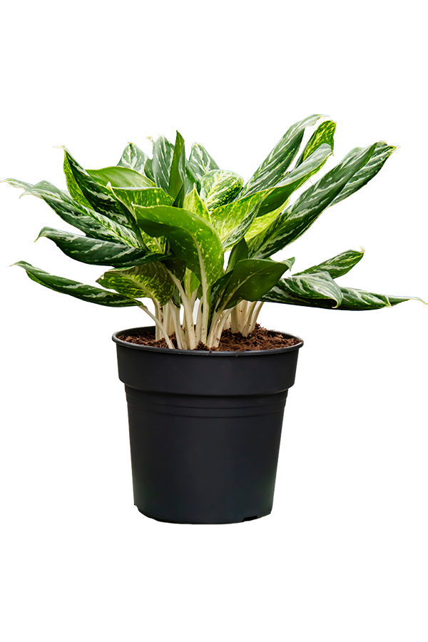 Aglaonema Madonna