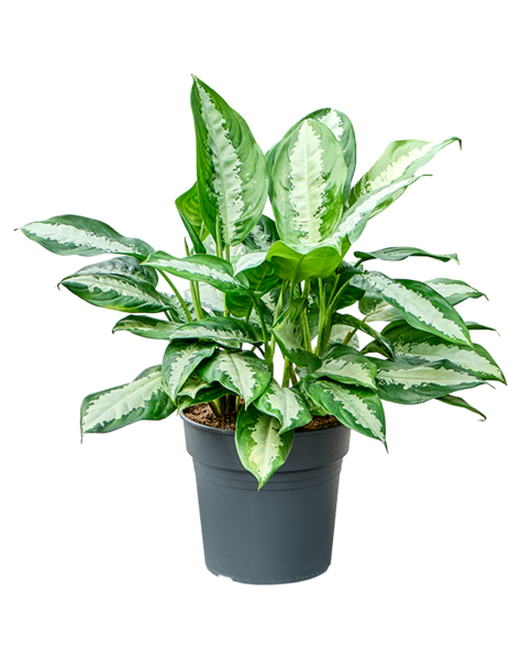 Aglaonema