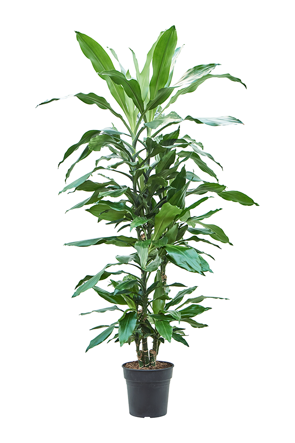 Dracaena Fragrans Burundii