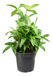 Dracaena Surculosa