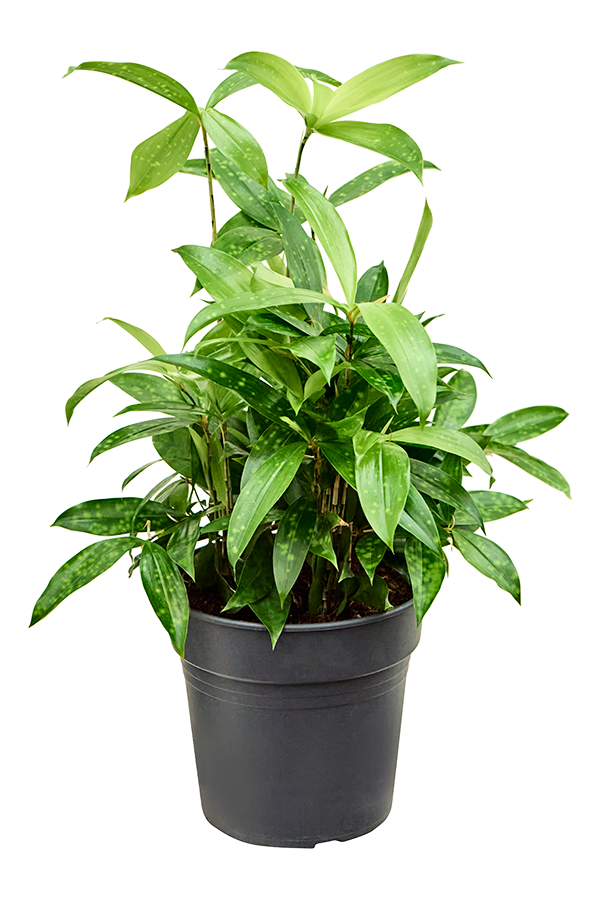 Dracaena Surculosa