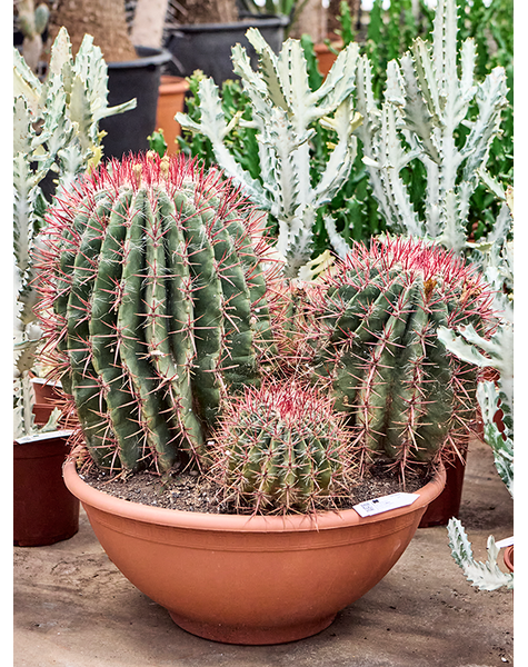 Ferocactus