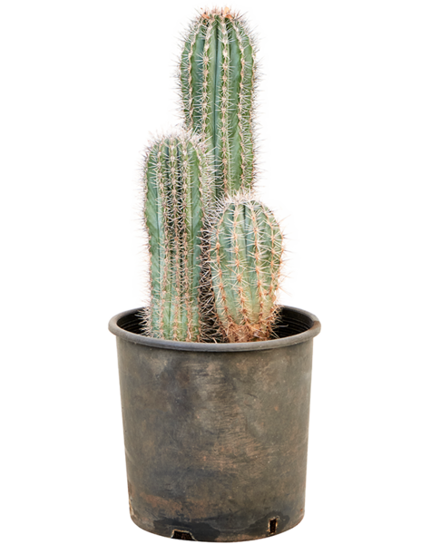 Pachycereus