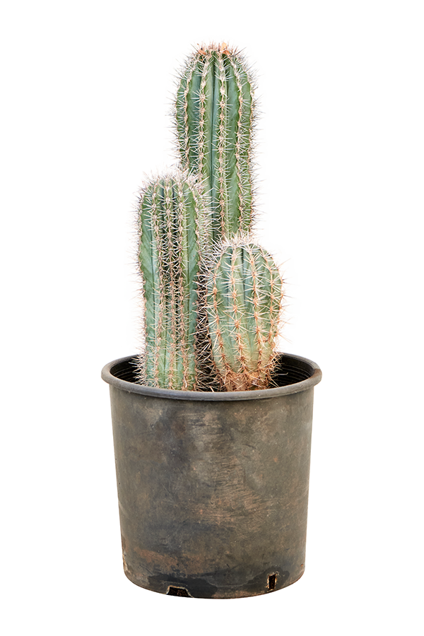 Pachycereus Pringlei