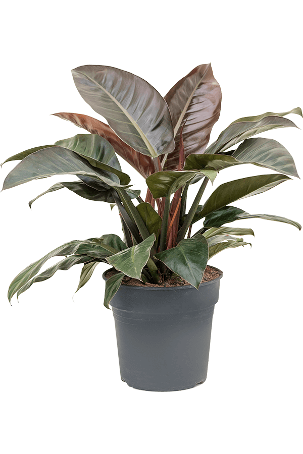Philodendron Imperial Red
