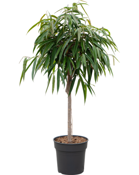 Ficus