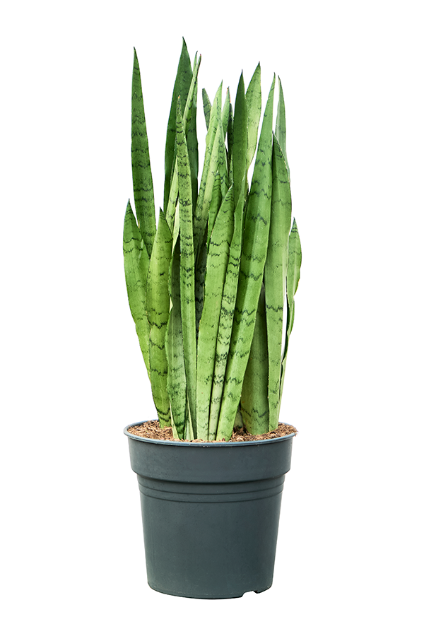 Sansevieria Trifasciata Silver Mist