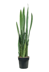 Sansevieria Trifasciata Silver Mist