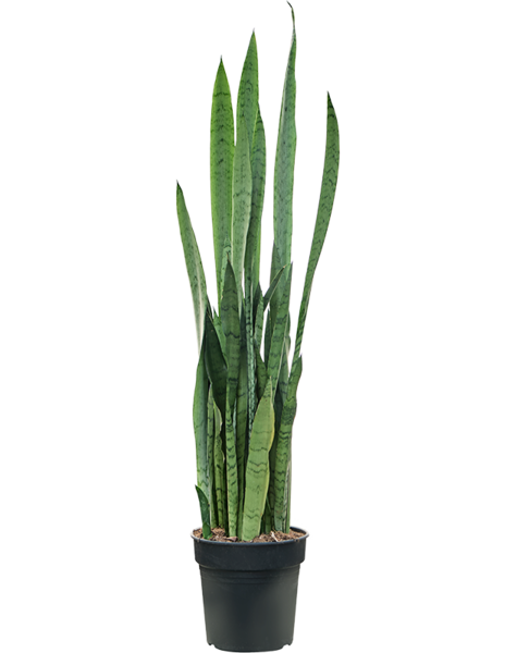 Sansevieria