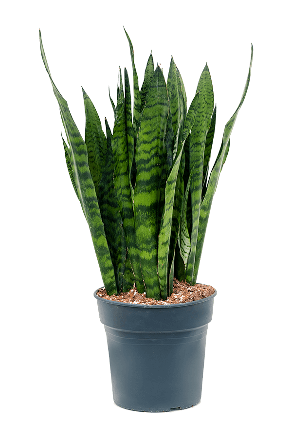 Sansevieria Zeylanica