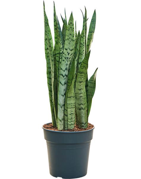 Sansevieria