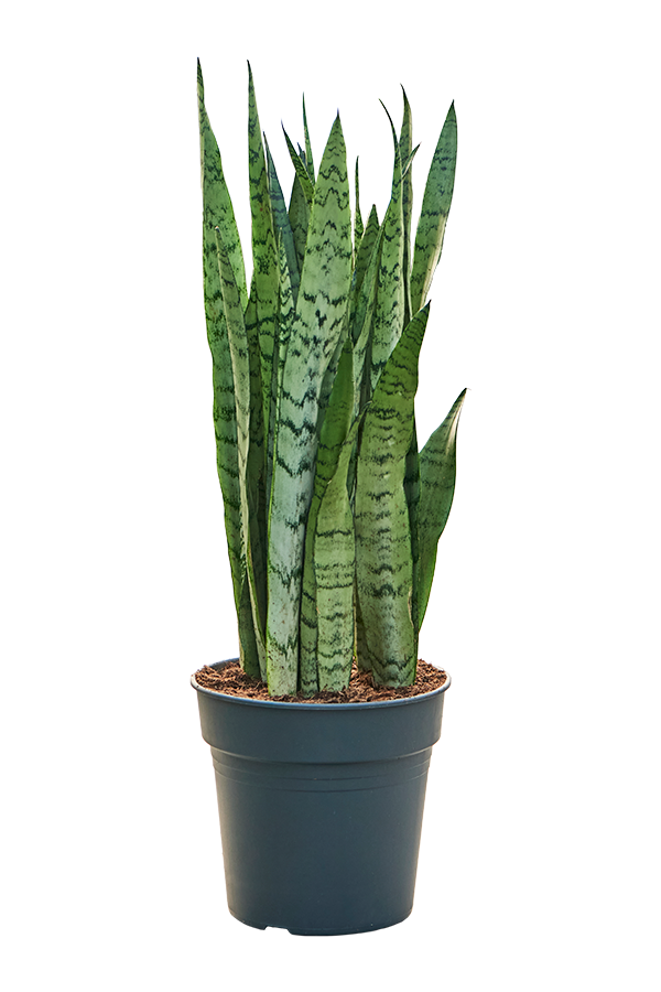 Sansevieria Trifasciata Silver Mist