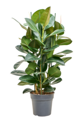 Ficus Elastica Robusta