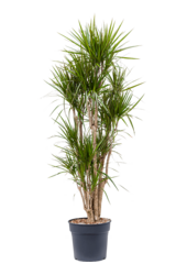 Dracaena Marginata