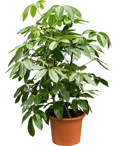 Schefflera