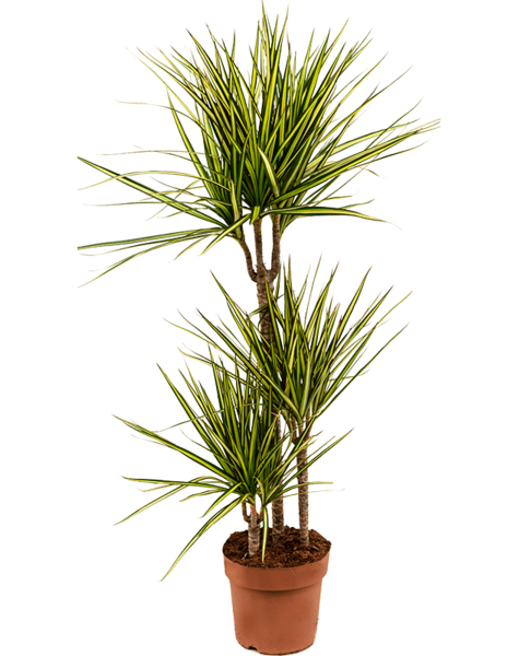 Dracaena