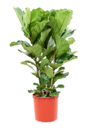 Ficus Lyrata