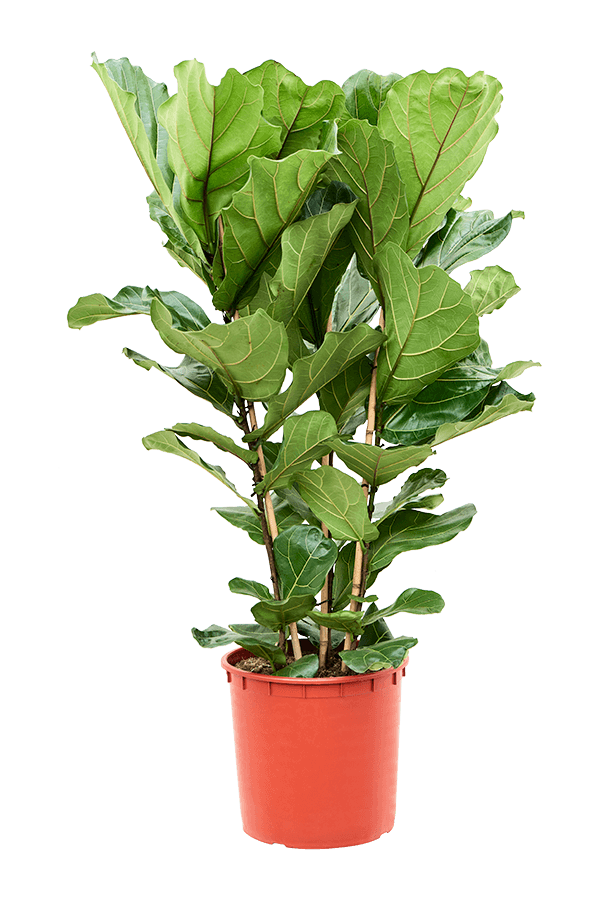 Ficus Lyrata