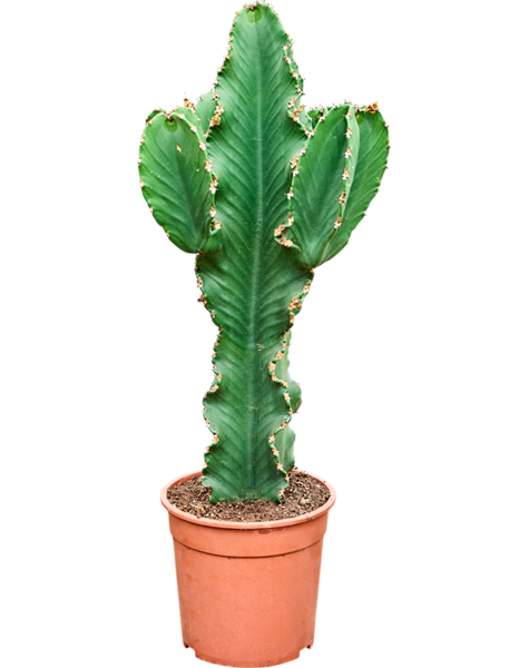 Euphorbia