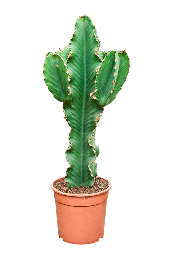 Euphorbia Erytrea