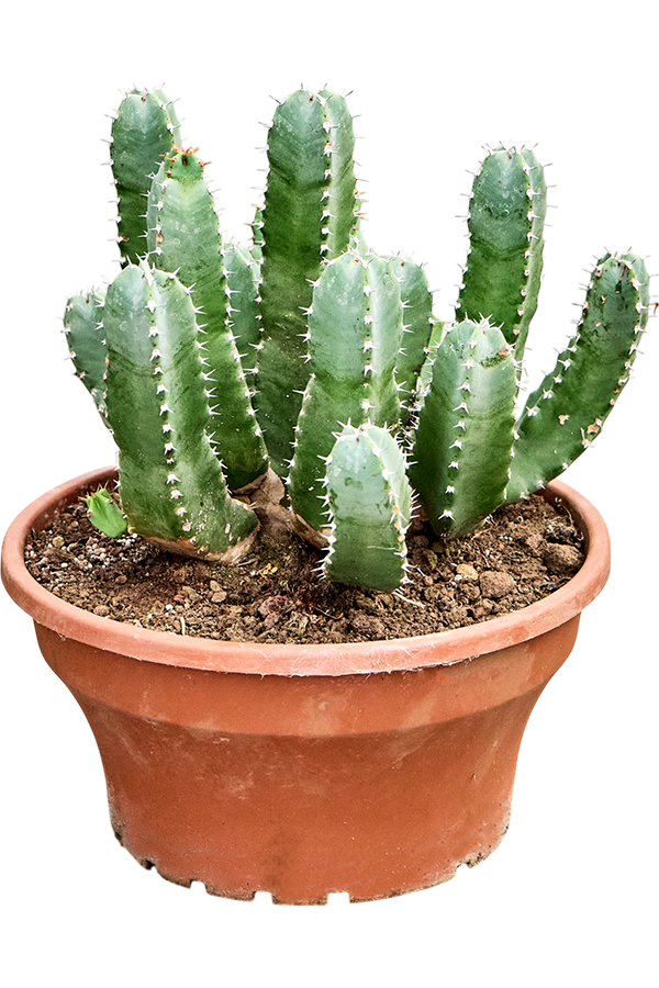 Euphorbia Resinifera
