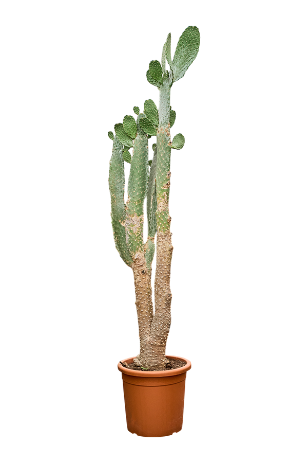Opuntia Consolea