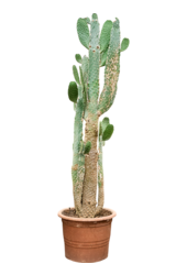 Opuntia Consolea
