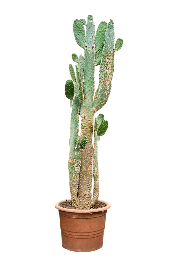 Opuntia Consolea