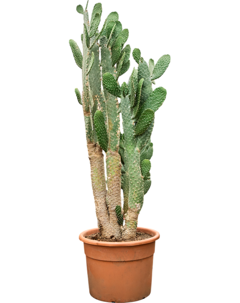 Opuntia