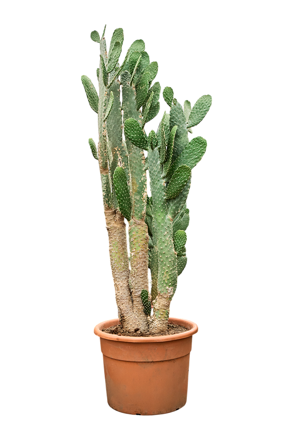 Opuntia Consolea