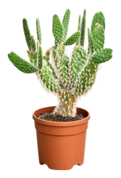 Opuntia Erinacea Ursine