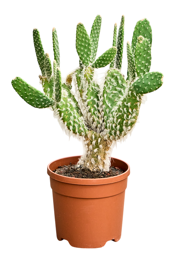 Opuntia Erinacea Ursine