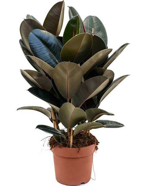 Ficus