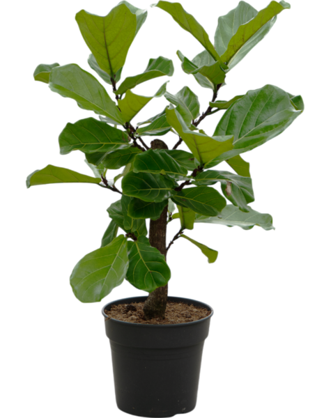 Ficus
