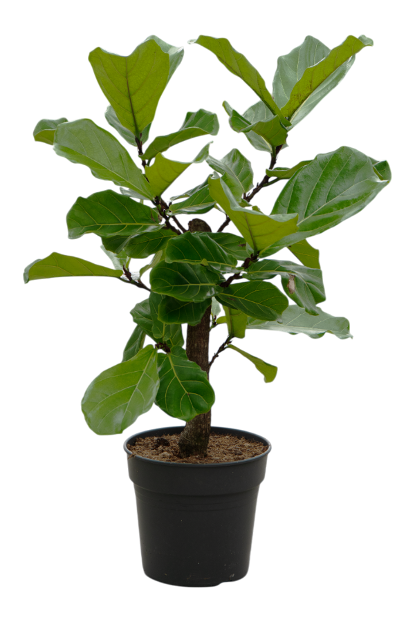Ficus Lyrata